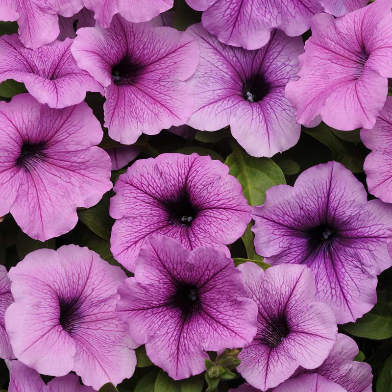 Petunia Easy Wave Plum Vein F1 hybrid for Hanging Baskets/Pots ( spreads upto  3 feet )