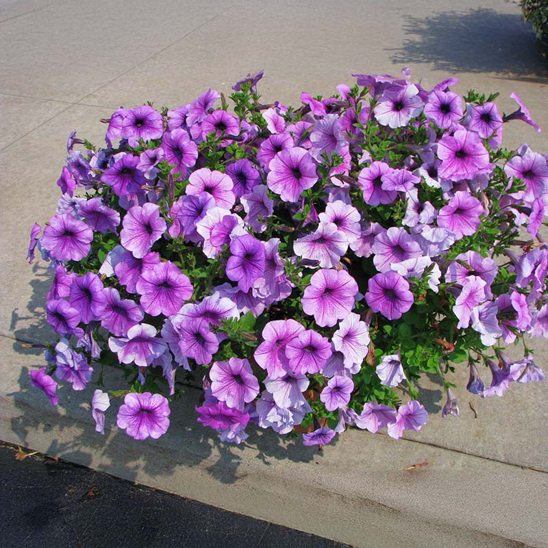 Petunia Easy Wave Plum Vein F1 hybrid for Hanging Baskets/Pots ( spreads upto  3 feet )