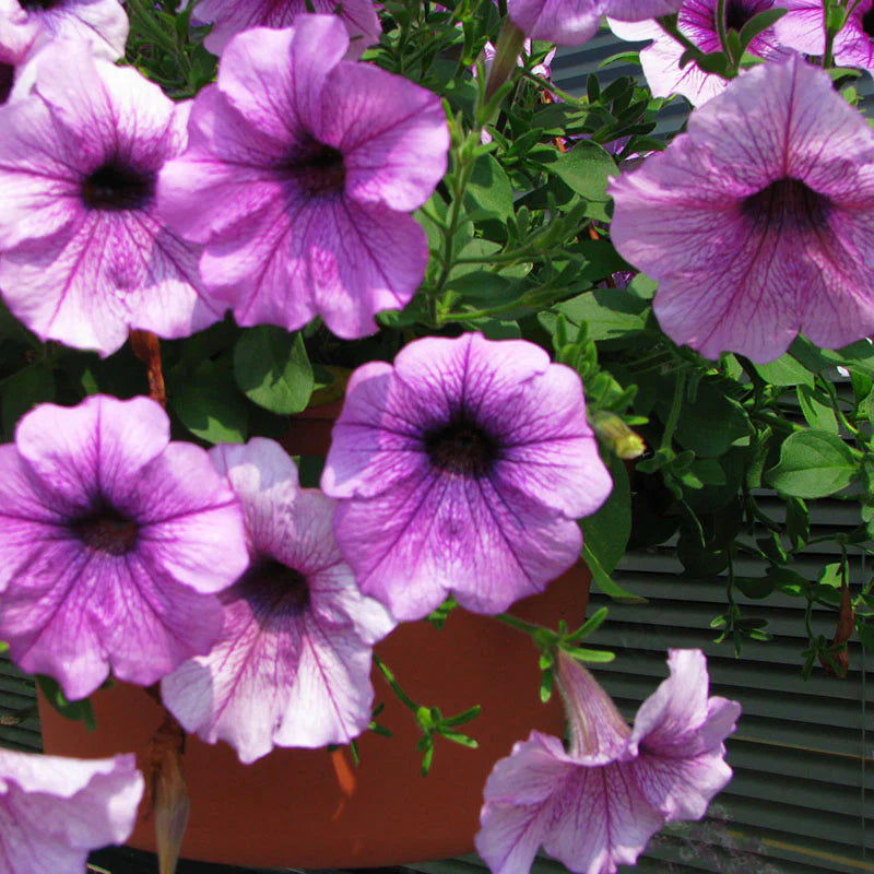 Petunia Easy Wave Plum Vein F1 hybrid for Hanging Baskets/Pots ( spreads upto  3 feet )