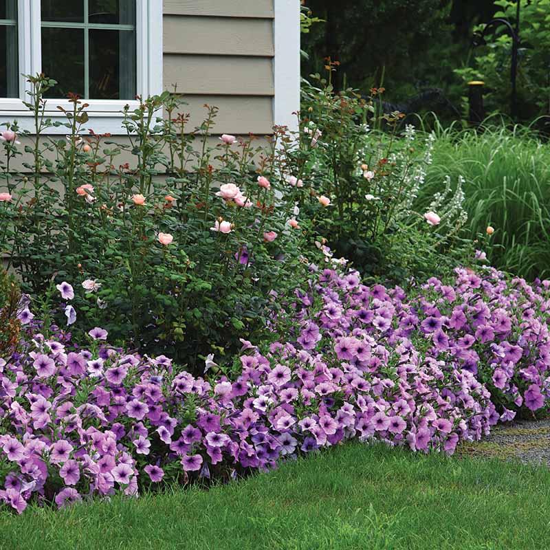 Petunia Easy Wave Plum Vein F1 hybrid for Hanging Baskets/Pots ( spreads upto  3 feet )