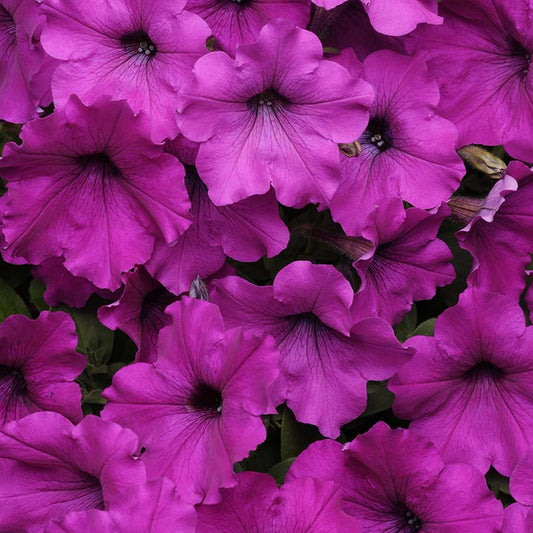 Petunia Easy Wave Violet F1 hybrid for hanging baskets/Pots ( spreads upto  3 feet )