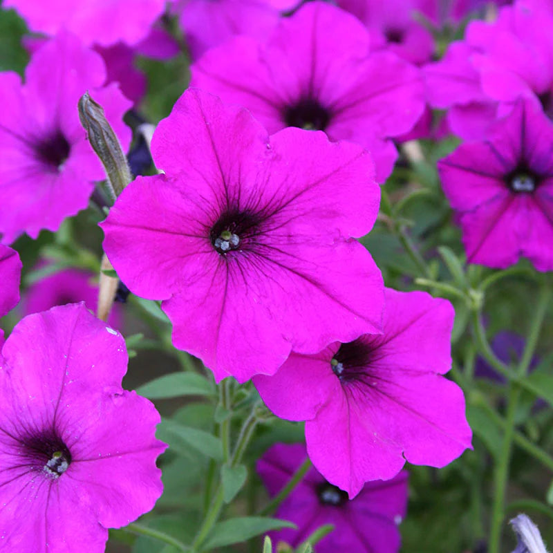 Petunia Easy Wave Violet F1 hybrid for hanging baskets/Pots ( spreads upto  3 feet )