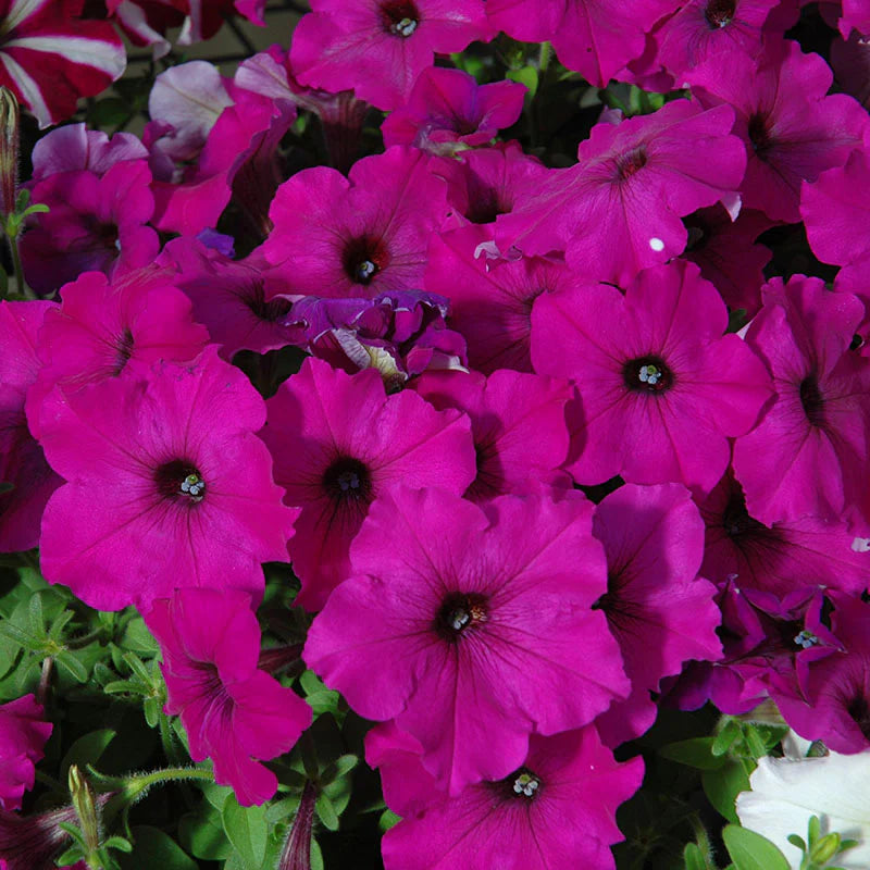Petunia Easy Wave Violet F1 hybrid for hanging baskets/Pots ( spreads upto  3 feet )