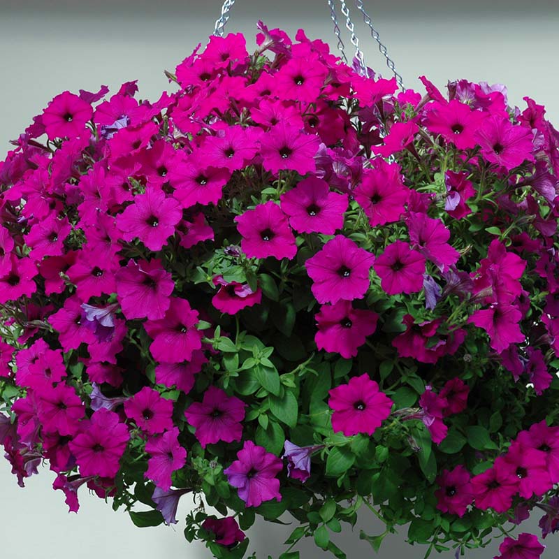 Petunia Easy Wave Violet F1 hybrid for hanging baskets/Pots ( spreads upto  3 feet )