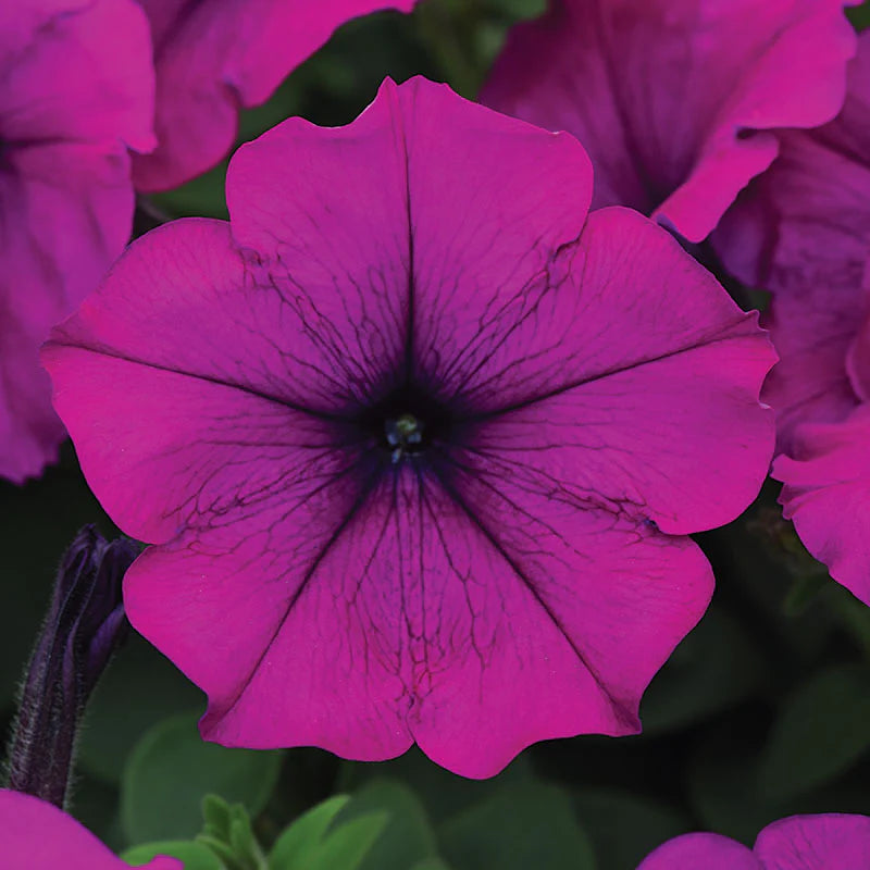 Petunia Easy Wave Violet F1 hybrid for hanging baskets/Pots ( spreads upto  3 feet )
