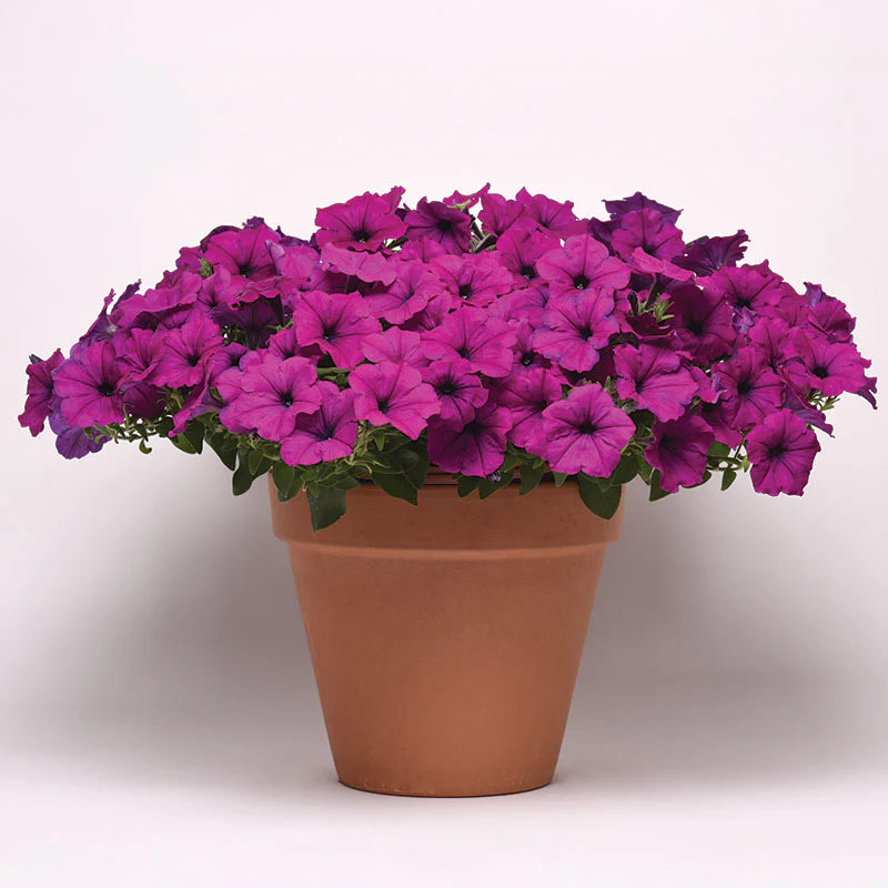 Petunia Easy Wave Violet F1 hybrid for hanging baskets/Pots ( spreads upto  3 feet )