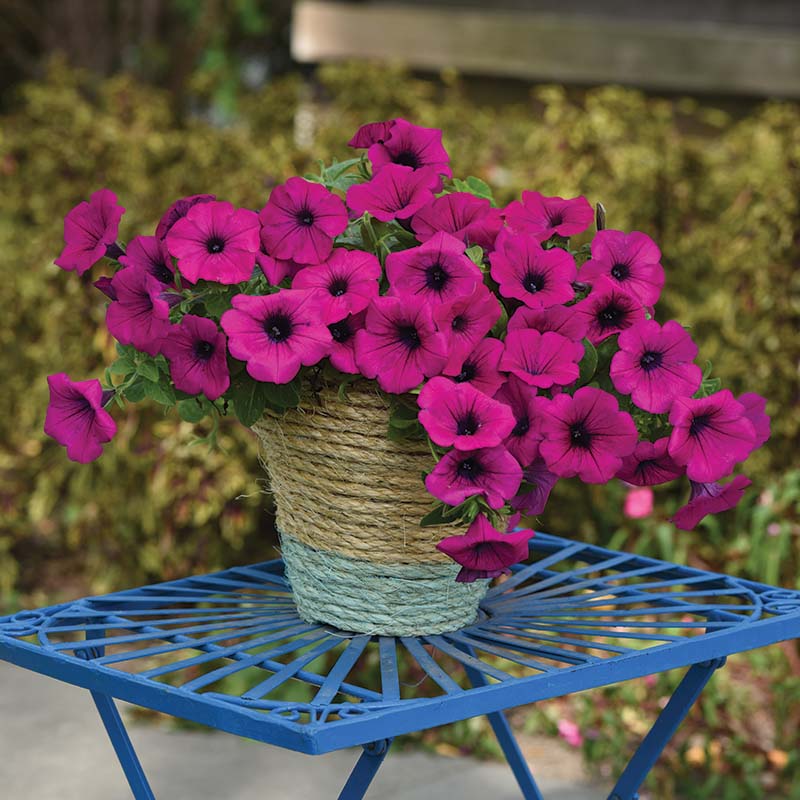 Petunia Easy Wave Violet F1 hybrid for hanging baskets/Pots ( spreads upto  3 feet )