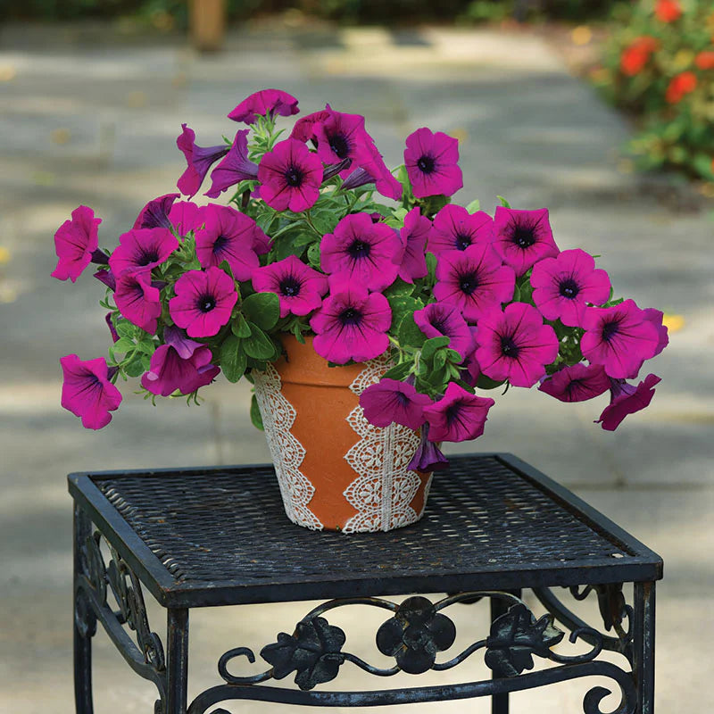 Petunia Easy Wave Violet F1 hybrid for hanging baskets/Pots ( spreads upto  3 feet )