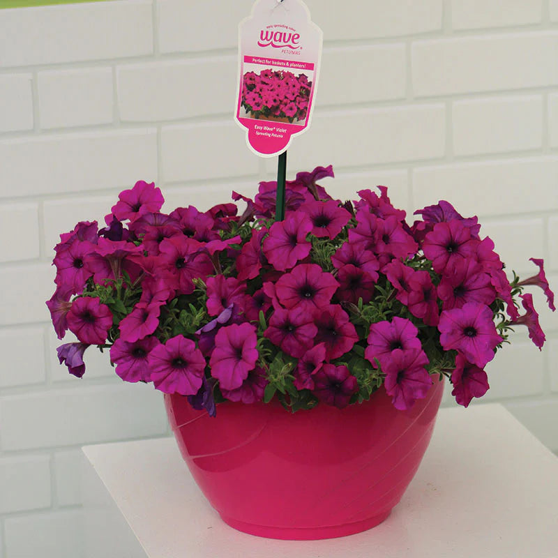 Petunia Easy Wave Violet F1 hybrid for hanging baskets/Pots ( spreads upto  3 feet )