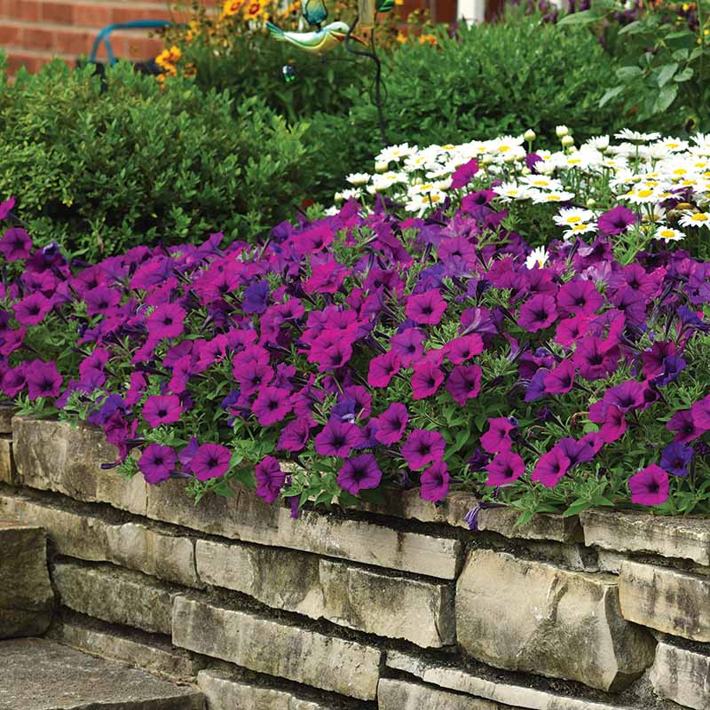 Petunia Easy Wave Violet F1 hybrid for hanging baskets/Pots ( spreads upto  3 feet )