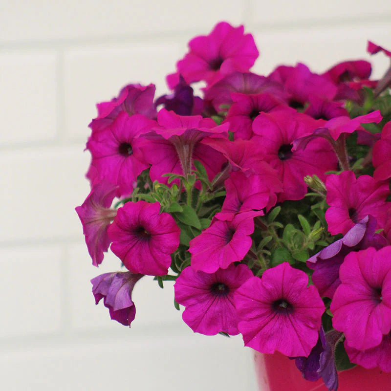 Petunia Easy Wave Violet F1 hybrid for hanging baskets/Pots ( spreads upto  3 feet )
