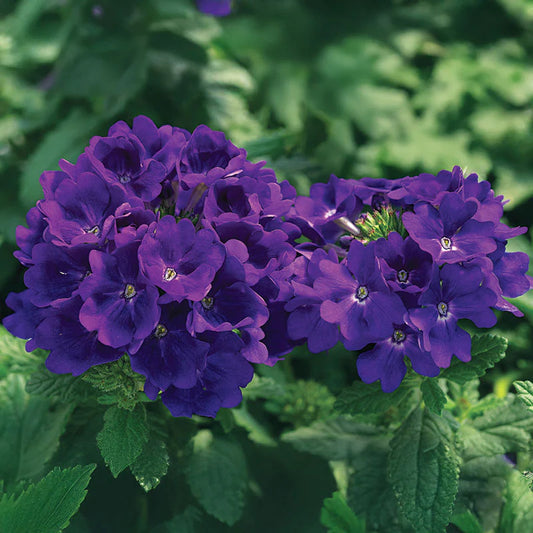 Verbena Tuscany Blue