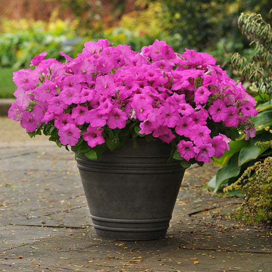 Petunia Easy Wave Neon Rose F1 hybrid for Hanging Baskets/Pots ( spreads upto  3 feet )