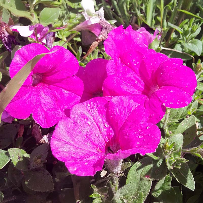 Petunia Easy Wave Neon Rose F1 hybrid for Hanging Baskets/Pots ( spreads upto  3 feet )