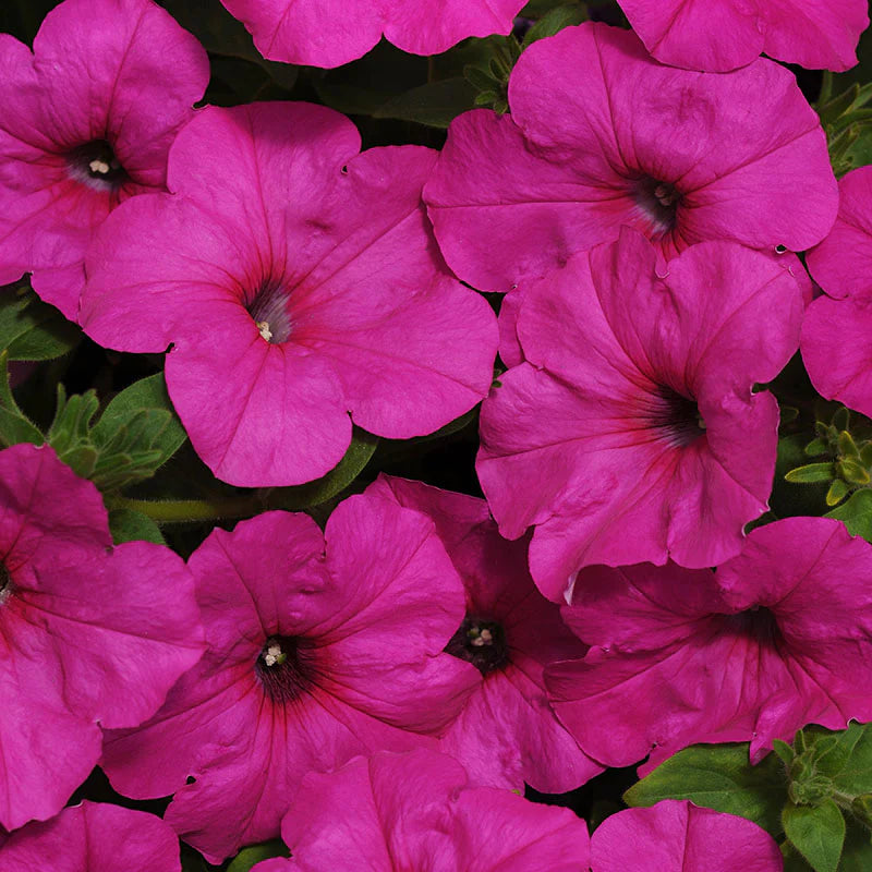 Petunia Easy Wave Neon Rose F1 hybrid for Hanging Baskets/Pots ( spreads upto  3 feet )