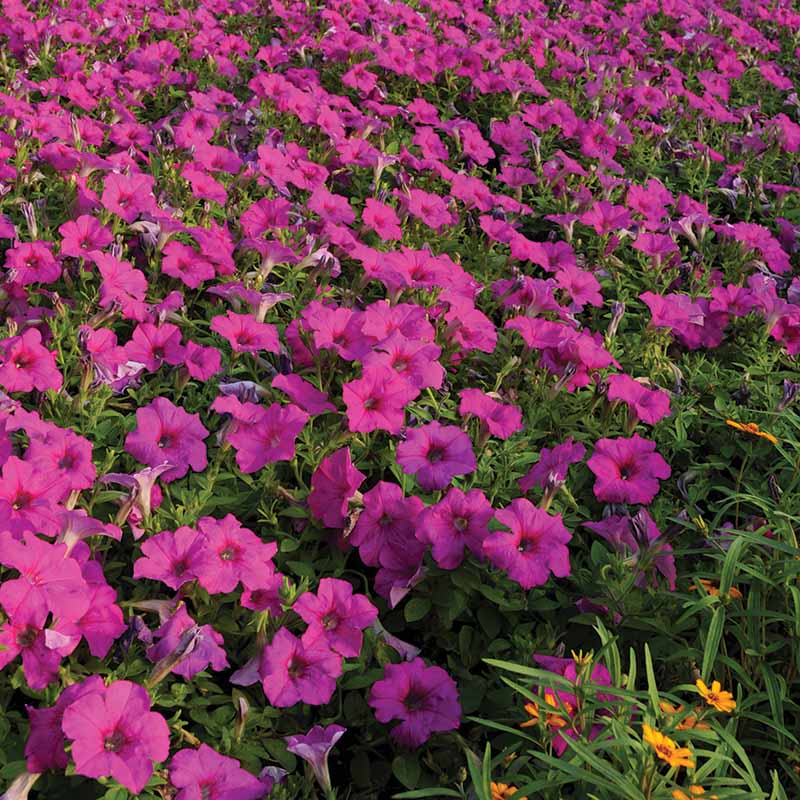Petunia Easy Wave Neon Rose F1 hybrid for Hanging Baskets/Pots ( spreads upto  3 feet )