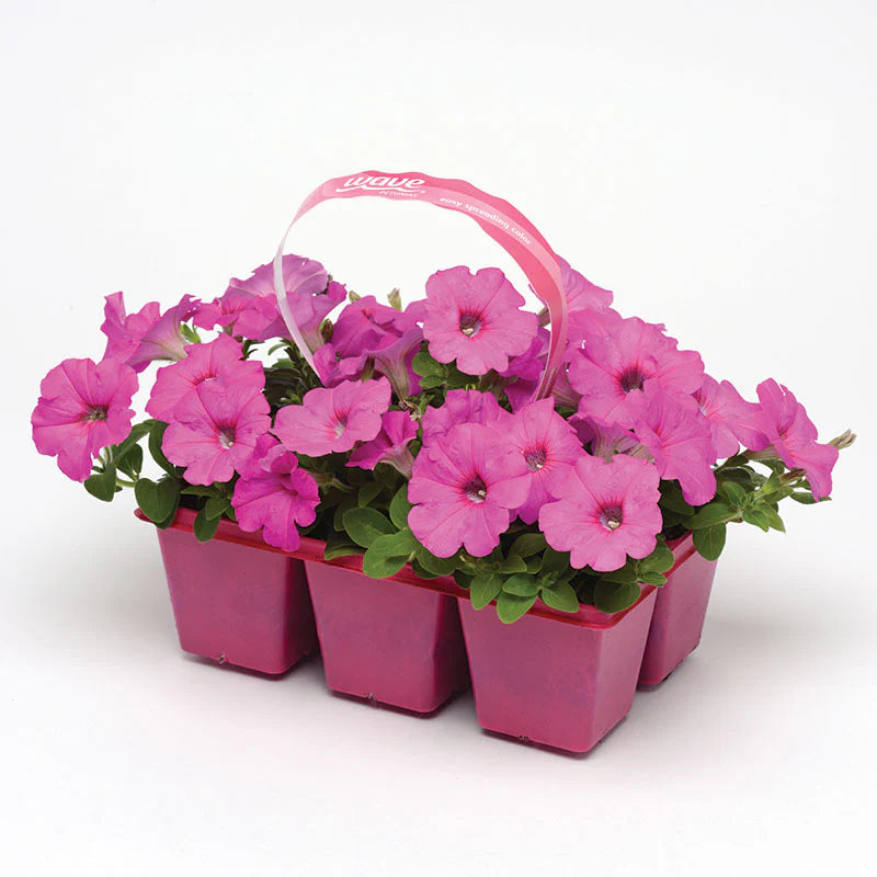 Petunia Easy Wave Neon Rose F1 hybrid for Hanging Baskets/Pots ( spreads upto  3 feet )