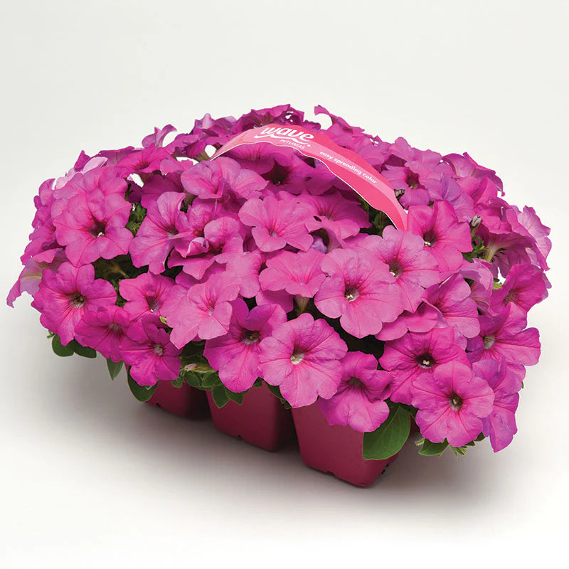 Petunia Easy Wave Neon Rose F1 hybrid for Hanging Baskets/Pots ( spreads upto  3 feet )