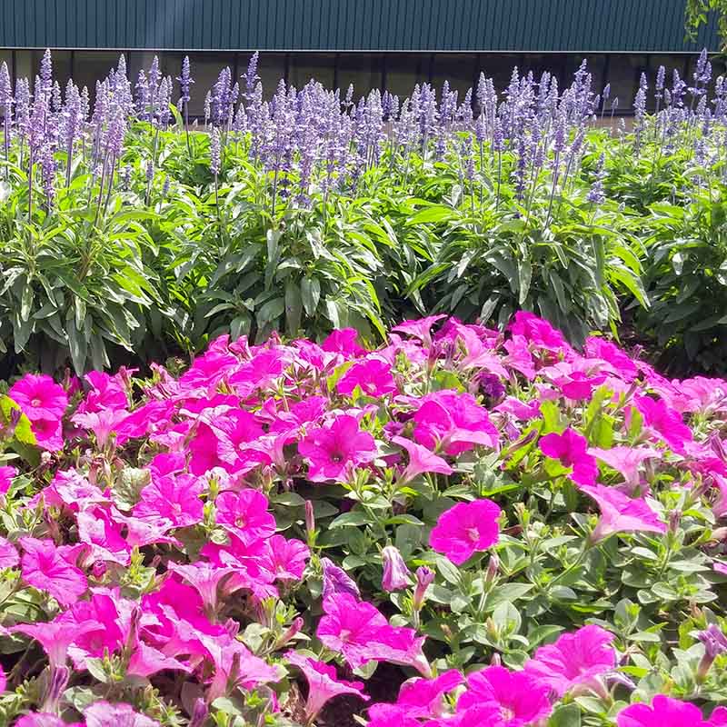 Petunia Easy Wave Neon Rose F1 hybrid for Hanging Baskets/Pots ( spreads upto  3 feet )
