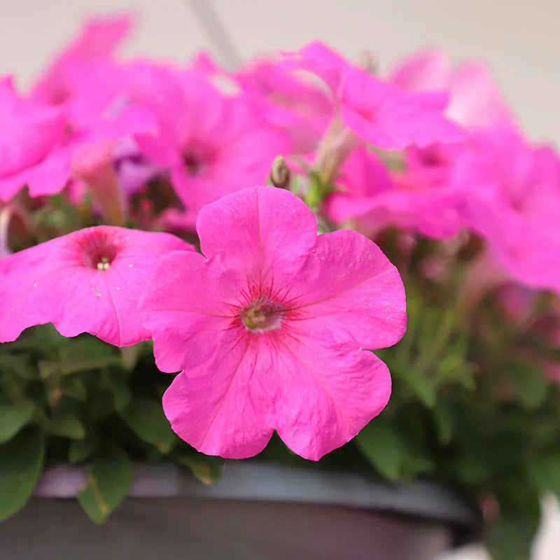 Petunia Easy Wave Neon Rose F1 hybrid for Hanging Baskets/Pots ( spreads upto  3 feet )