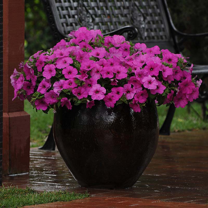 Petunia Easy Wave Neon Rose F1 hybrid for Hanging Baskets/Pots ( spreads upto  3 feet )
