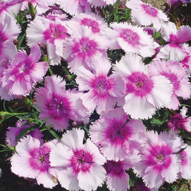 Dianthus Diana Lavender Picotee F1