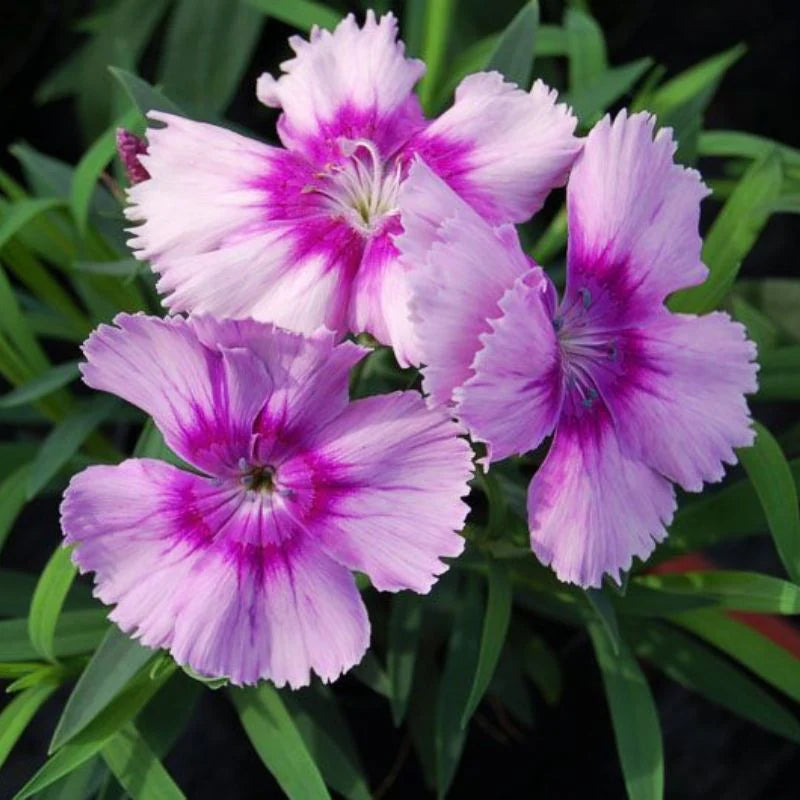 Dianthus Diana Lavender Picotee F1