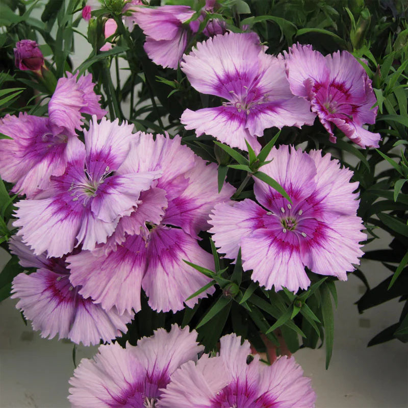 Dianthus Diana Lavender Picotee F1