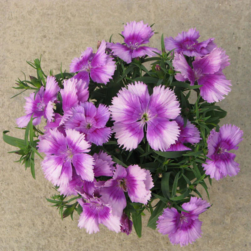 Dianthus Diana Lavender Picotee F1