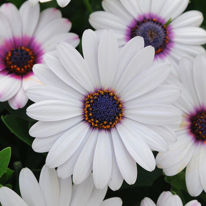 Osteospermum Akila White F1 (African Daisy or Cape Daisy)