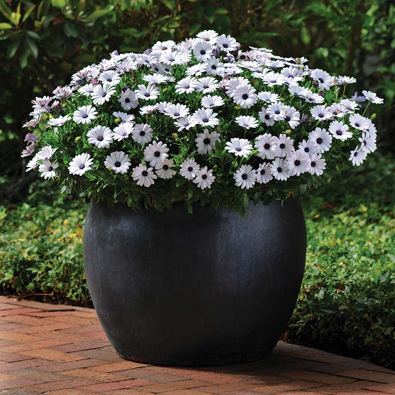 Osteospermum Akila White F1 (African Daisy or Cape Daisy)