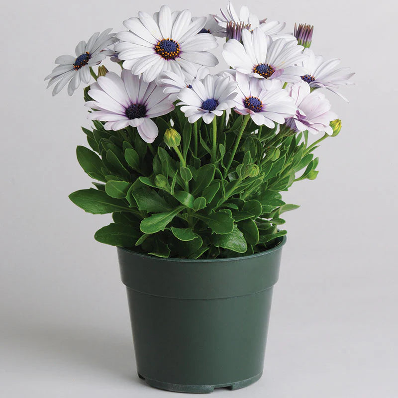 Osteospermum Akila White F1 (African Daisy or Cape Daisy)