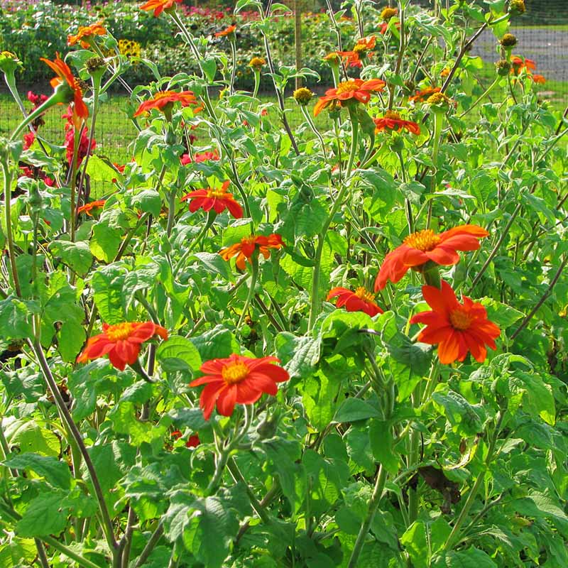 Tithonia Torch