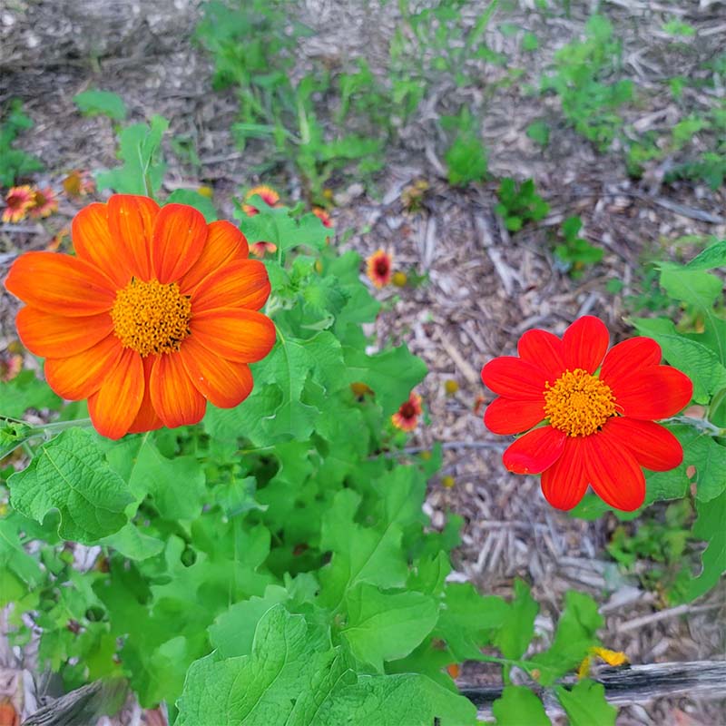 Tithonia Torch