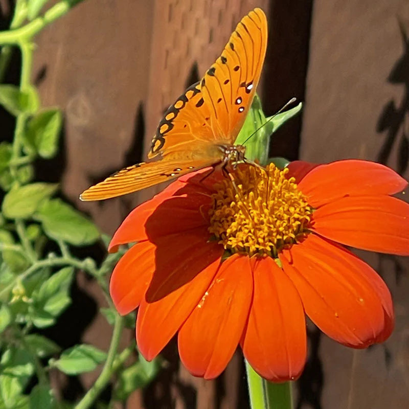 Tithonia Torch