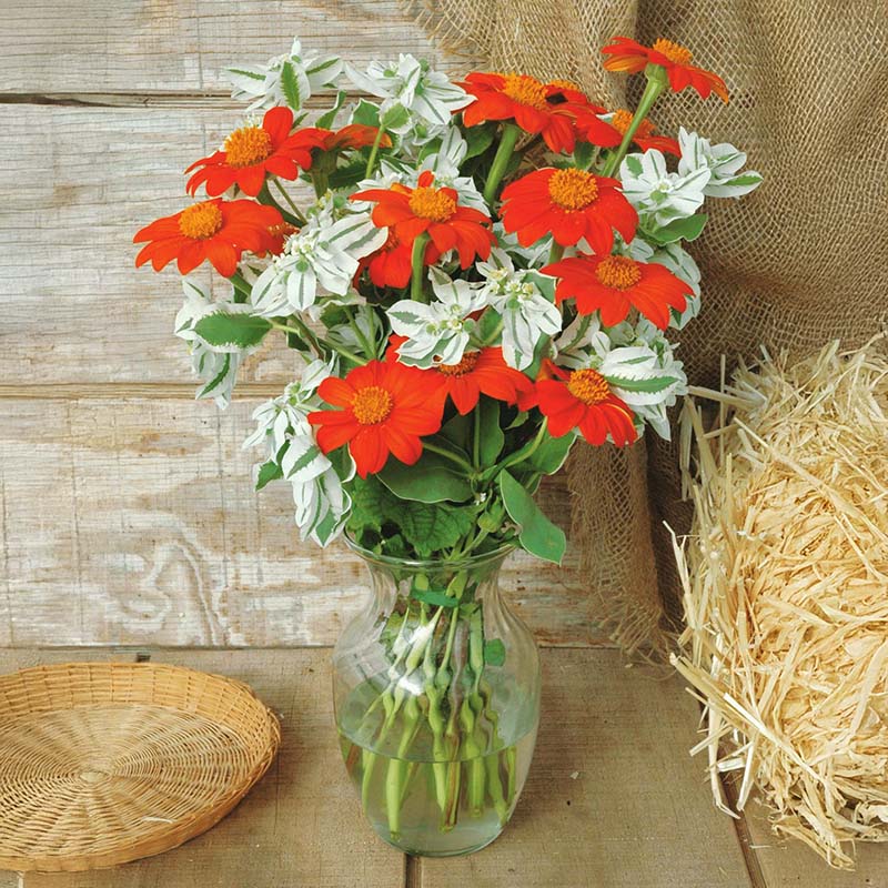 Tithonia Torch