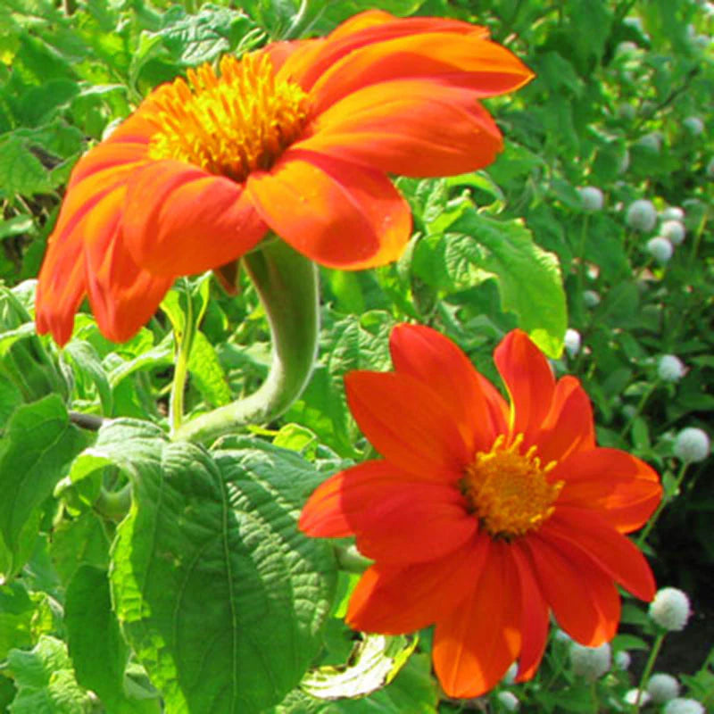 Tithonia Torch