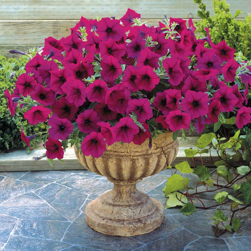 Petunia Trilogy Purple F1 for hanging baskets and pots ( spreads upto  3 feet )