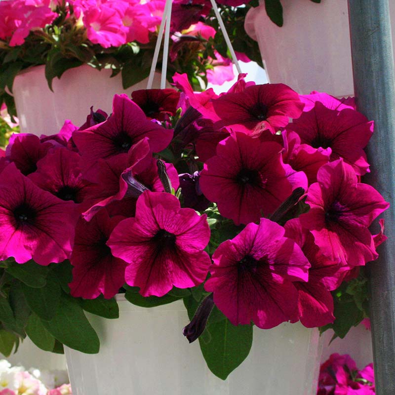 Petunia Trilogy Purple F1 for hanging baskets and pots ( spreads upto  3 feet )