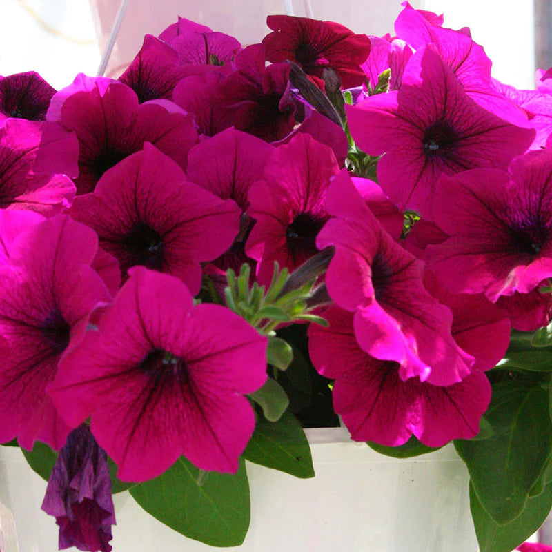 Petunia Trilogy Purple F1 for hanging baskets and pots ( spreads upto  3 feet )