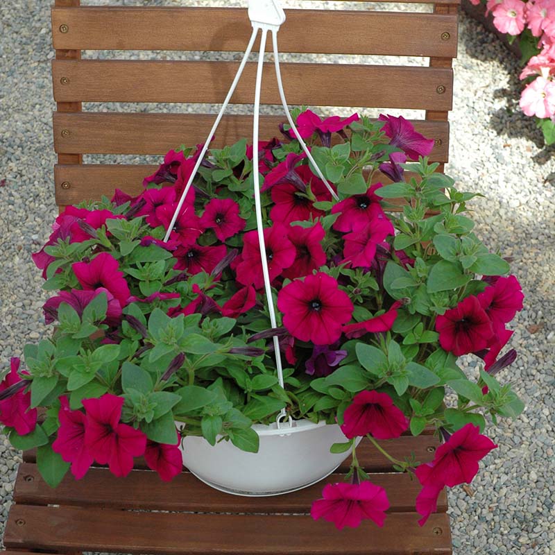 Petunia Trilogy Purple F1 for hanging baskets and pots ( spreads upto  3 feet )