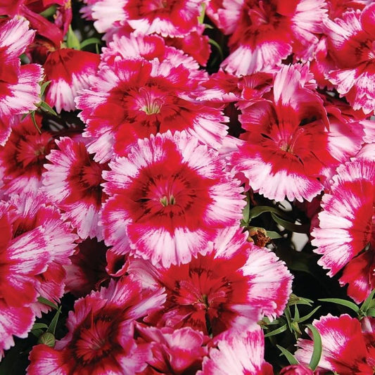 Dianthus Diana Crimson Picotee F1