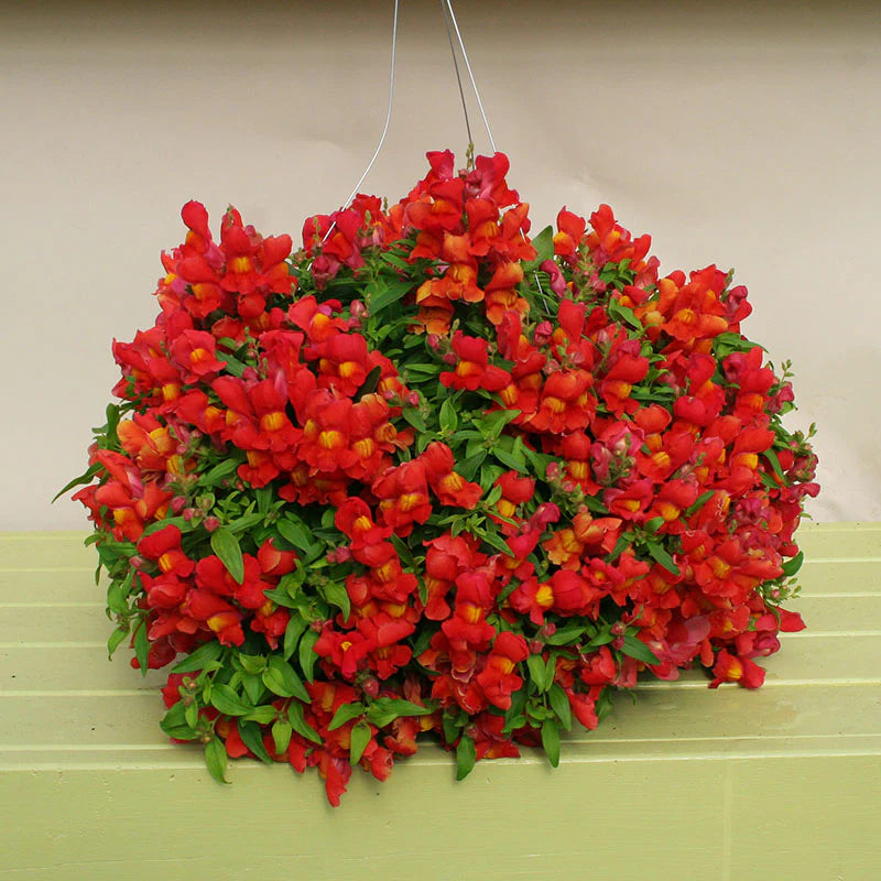 Snapdragon Candy Showers Orange F1
