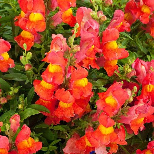 Snapdragon Candy Showers Orange F1