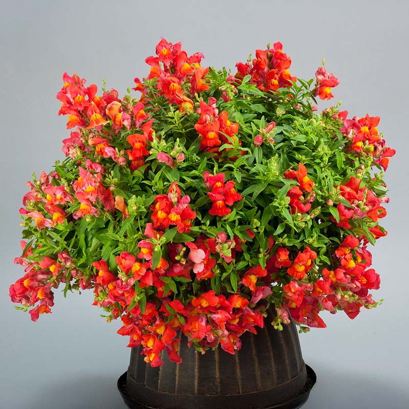 Snapdragon Candy Showers Orange F1