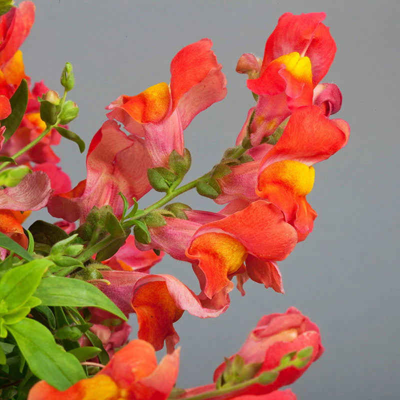 Snapdragon Candy Showers Orange F1