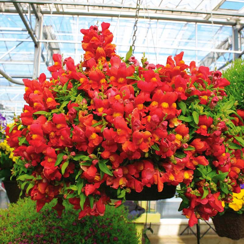 Snapdragon Candy Showers Orange F1