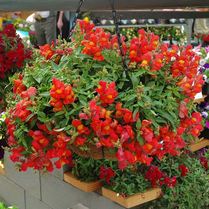 Snapdragon Candy Showers Orange F1