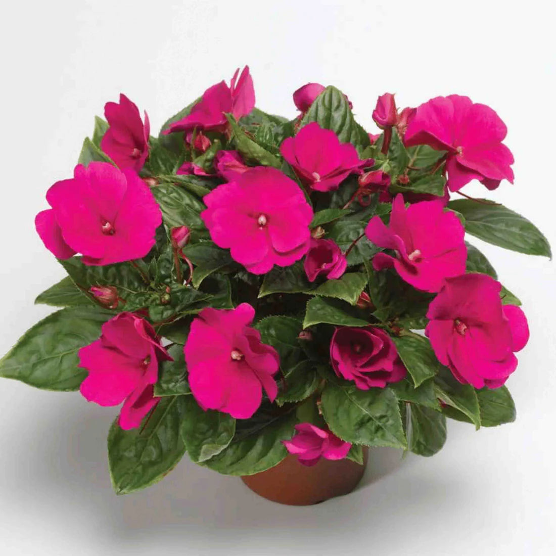 Impatiens New Guinea Florific Violet F1