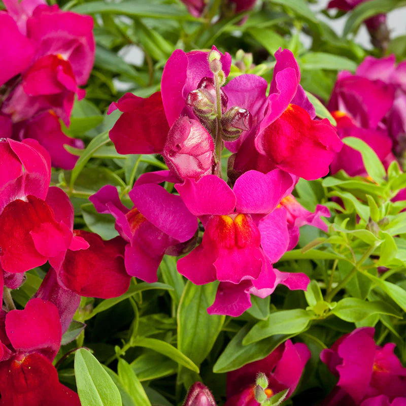 Snapdragon Candy Showers Mix F1